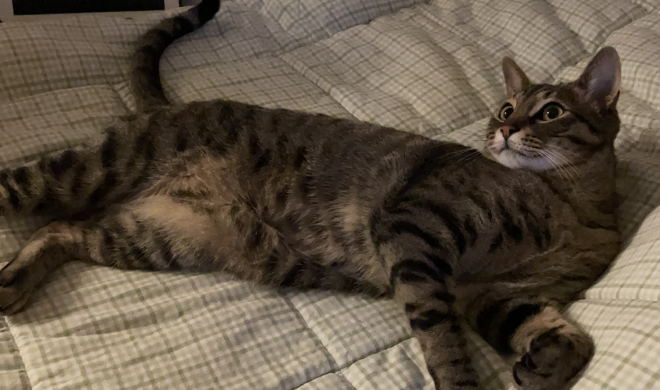 Cat with box on head