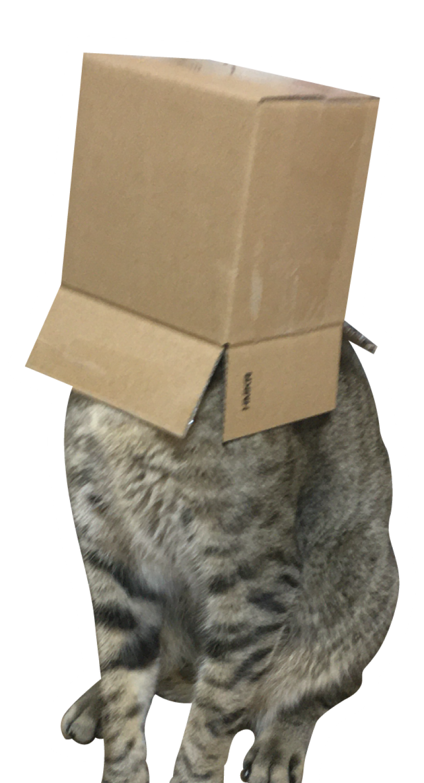Cat with box on head